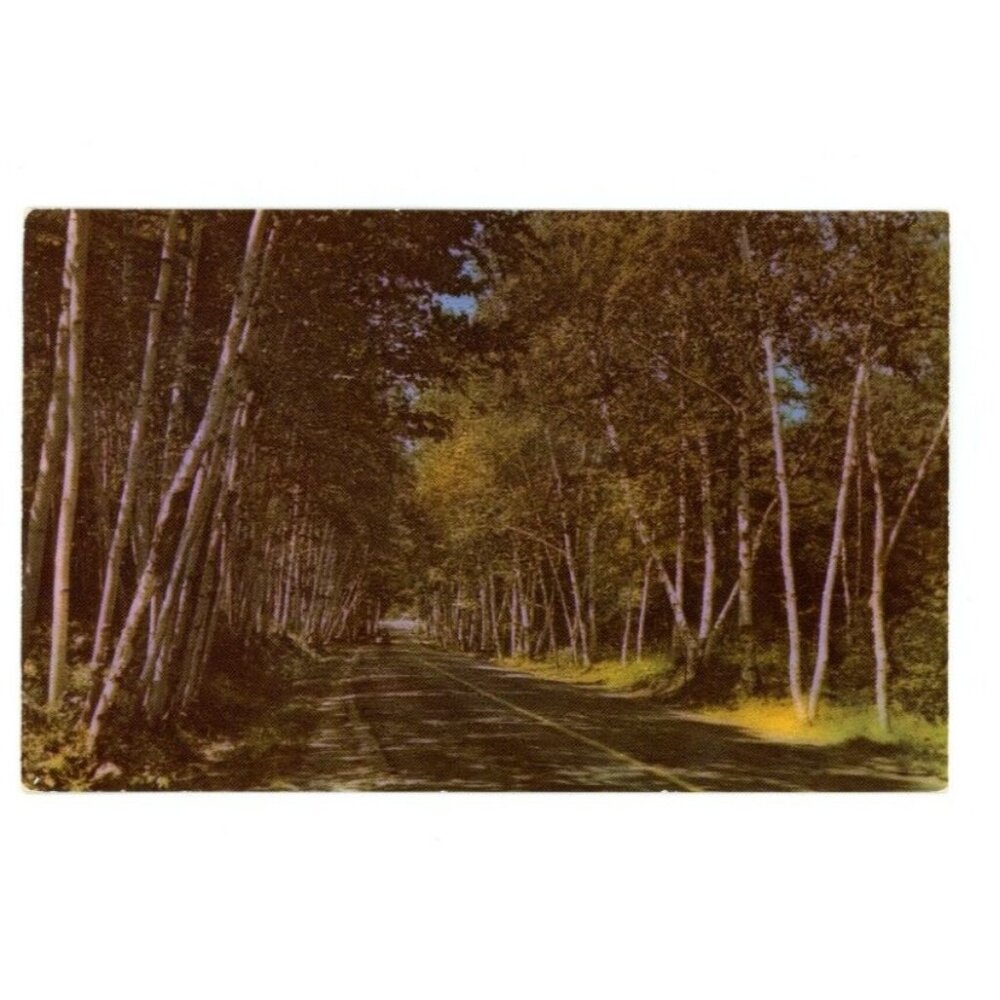 Postcard Chrome era Shelburne Birches White Mountains New Hampshire